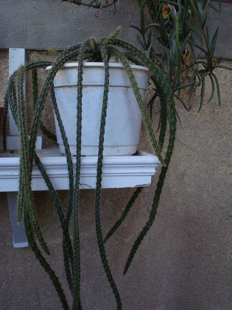 Aporocactus Flagelliformis
